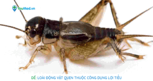 Dế: loài động vật quen thuộc công dụng lợi tiểu