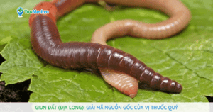 Giun đất (Địa long): Giải mã nguồn gốc của vị thuốc quý