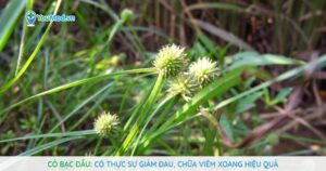 Cỏ Bạc đầu: Có thực sự giảm đau, chữa viêm xoang hiệu quả