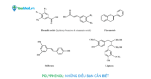 Bạn biết gì về Polyphenol?