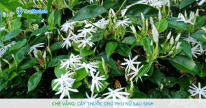 Chè vằng: Cây thuốc cho phụ nữ sau sinh