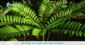 Mật nhân: Cây thuốc đắng chữa “bá bệnh”
