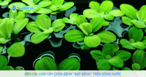 Bèo cái: Loài cây chữa bệnh “bập bềnh” trên sông nước