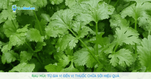 Rau mùi: Từ gia vị đến vị thuốc chữa sởi hiệu quả