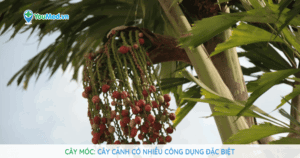 Cây móc: cây cảnh có nhiều công dụng đặc biệt