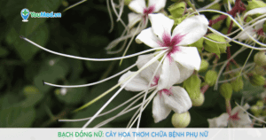 Bạch đồng nữ: Cây hoa thơm chữa bệnh phụ nữ