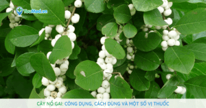 Cây Nổ gai: Công dụng, cách dùng và một số vị thuốc