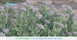 Cây Bồng bồng: Vị thuốc chữa hen suyễn hiệu quả