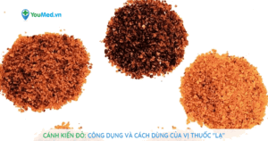 Cánh kiến đỏ: Công dụng và cách dùng của vị thuốc “lạ”