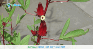 Bụp giấm: Bông hoa đỏ thanh mát