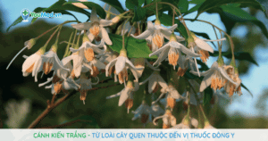 Cánh kiến trắng: từ loài cây quen thuộc đến vị thuốc Đông Y