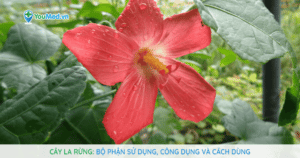 Cây La rừng: Bộ phận sử dụng, công dụng và cách dùng