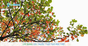 Cây Bàng: Cây thuốc “tuổi thơ học trò”