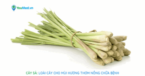Cây Sả: Loài cây cho mùi hương thơm nồng chữa bệnh