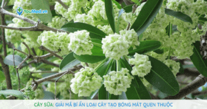 Cây Sữa: Giải mã bí ẩn loại cây tạo bóng mát quen thuộc