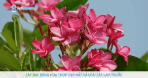 Cây Đại: Bông hoa thơm đẹp mắt và loài cây làm thuốc