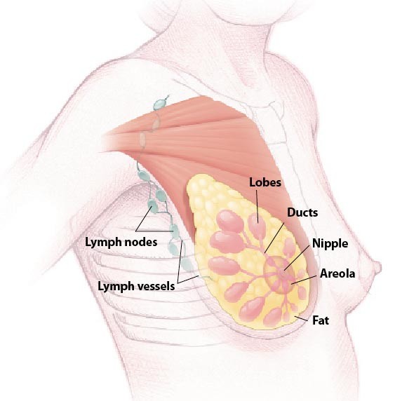 Cấu trúc vùng ngực