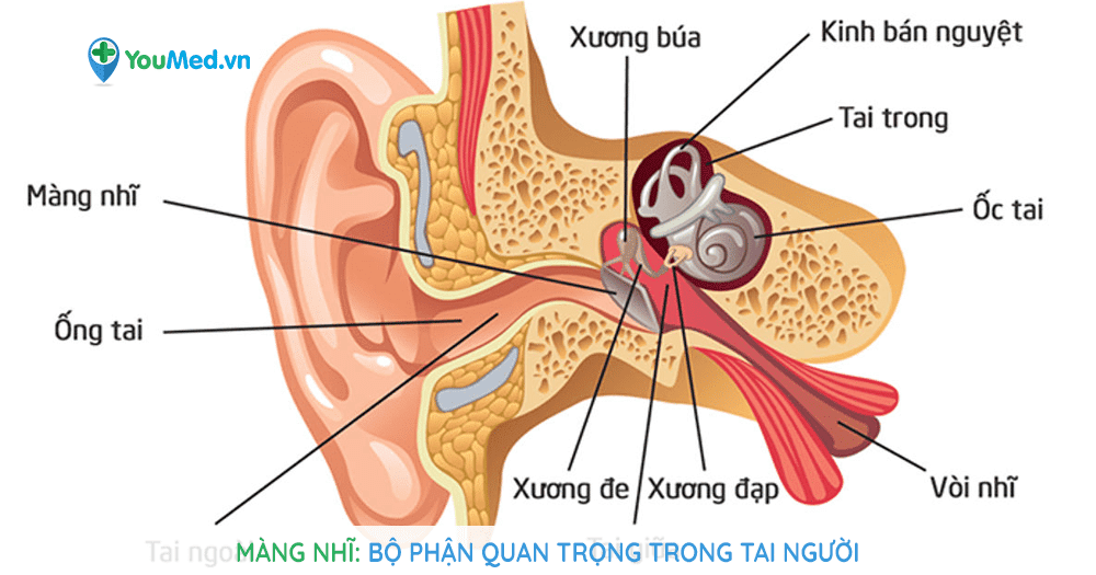 Màng nhĩ: bộ phận quan trọng trong tai người