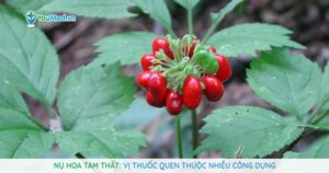 Nụ hoa tam thất: Vị thuốc quen thuộc nhiều công dụng