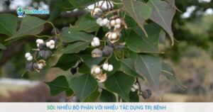 Sòi: Nhiều bộ phận với nhiều tác dụng trị bệnh