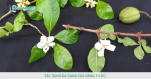 Găng tu hú: Dược liệu có tác dụng đa dạng