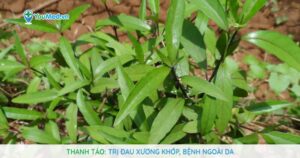 Thanh táo: Cây thuốc quen thuộc trị đau xương khớp, bệnh ngoài da