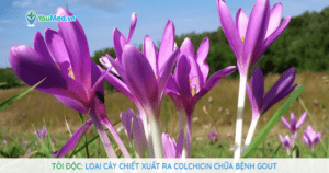 Tỏi độc: Loại cây chiết xuất ra Colchicin chữa bệnh Gout