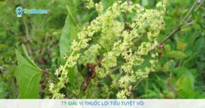 Tỳ giải: Vị thuốc lợi tiểu tuyệt vời