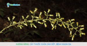 Xương sông: cây thuốc chữa cảm sốt, bệnh ngoài da