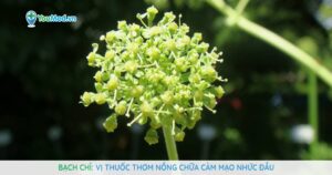 Bạch chỉ: Vị thuốc thơm nồng chữa cảm mạo nhức đầu