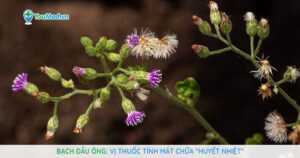 Bạch đầu ông: Vị thuốc tính mát chữa huyết nhiệt