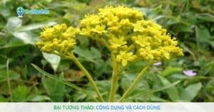 Bại tương thảo: Công dụng và cách dùng