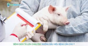 Bệnh dịch tả lợn Châu Phi: những dấu hiệu bệnh cần chú ý