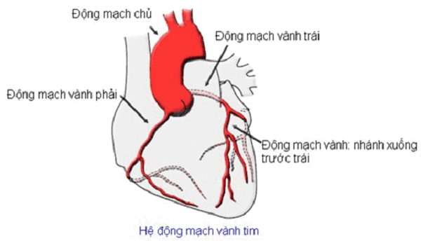 Hệ thống động mạch vành