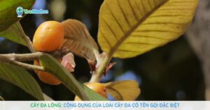 Cây Đa lông: Công dụng của loài cây Đa có tên gọi đặc biệt