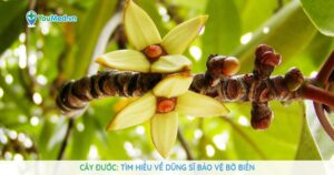 Cây Đước: Tìm hiểu về dũng sĩ bảo vệ bờ biển