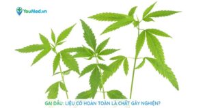 Cây Gai dầu: Liệu có hoàn toàn là chất gây nghiện?