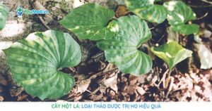 Cây một lá: Loại thảo dược trị ho hiệu quả