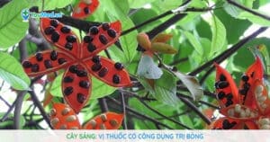 Cây Sảng: Vị thuốc có công dụng trị Bỏng