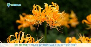 Cây Tỏi trời: Vị thuốc quý hiếm mang ý nghĩa thuần khiết