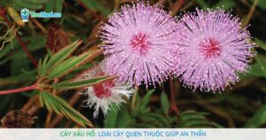 Cây xấu hổ: Loài cây quen thuộc giúp an thần