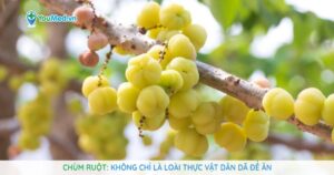 Chùm ruột: Không chỉ là loài thực vật dân dã để ăn