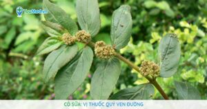 Cỏ sữa: Vị thuốc quý ven đường