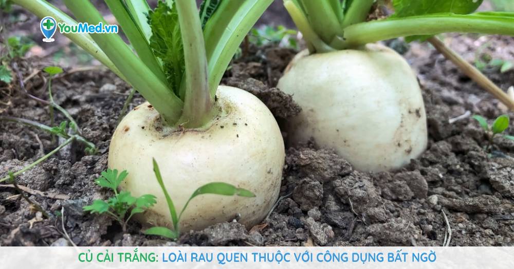 Củ cải trắng: Loài rau quen thuộc với công dụng bất ngờ