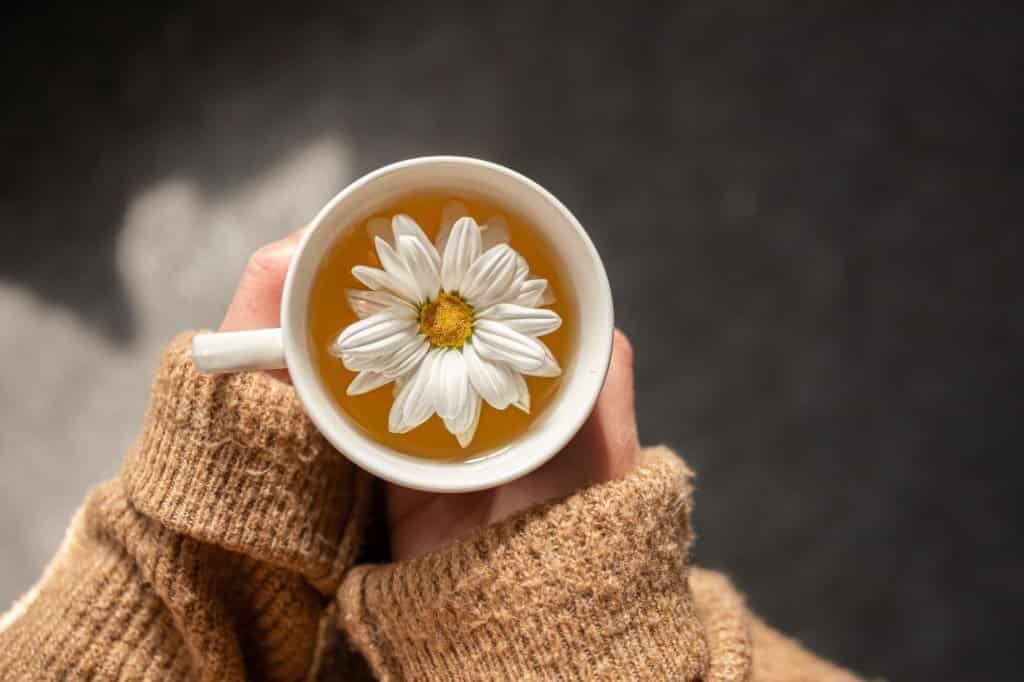 Một cốc trà hoa cúc trắng có thể giúp giảm cơn đau khi "đèn đỏ"