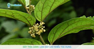 Dây thìa canh: Loài dây leo nhiều tác dụng