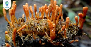 Đông trùng hạ thảo: Có thực sự là vàng?