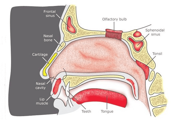  Cấu trúc của mũi