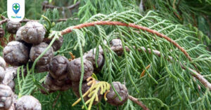 Hoàng đàn: Dược liệu quý từ loài cây thân gỗ