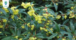 Hoàng liên gai: Vị thuốc cho hệ tiêu hóa